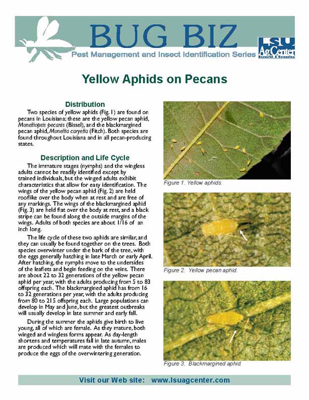 Bug Biz:  Yellow Aphids on Pecans