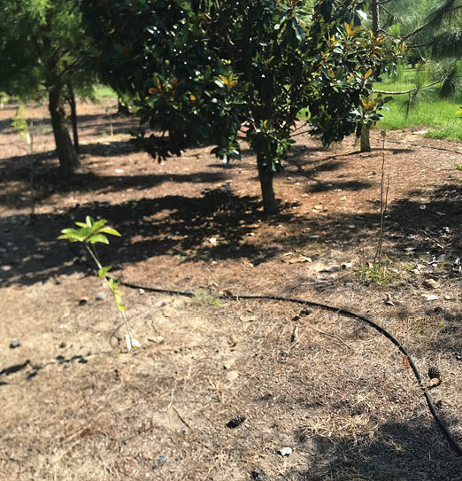 Photo of an irrigation line in the piney woods garden under large trees.