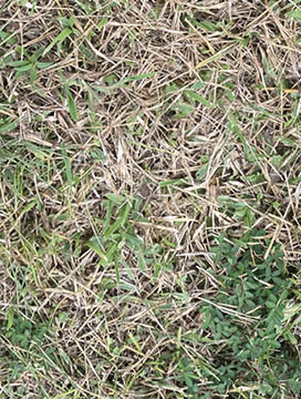 Turfgrass with brown, damaged patches.