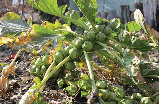 A cluster of brussels sprouts growing up a thick green stem with long leaves growing off in different directions.