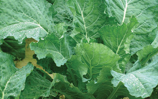 Large mustard green leaves on the plant, coated with beads of water.