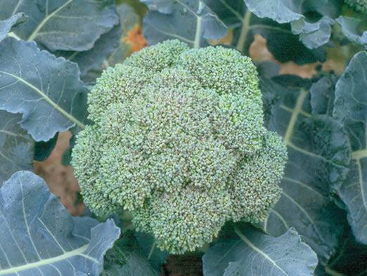 A head of broccoli on the plant, surrounded by large green leaves.
