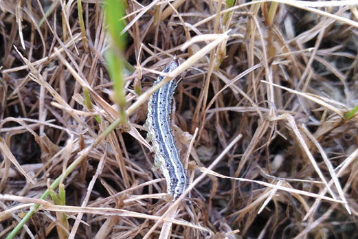 Photo of an armyworm on dead grass.