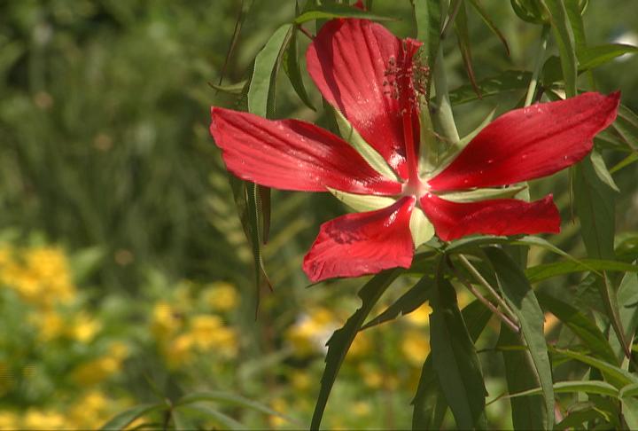 Beautiful Texas Red Star hibiscus well adapted for soggy areas