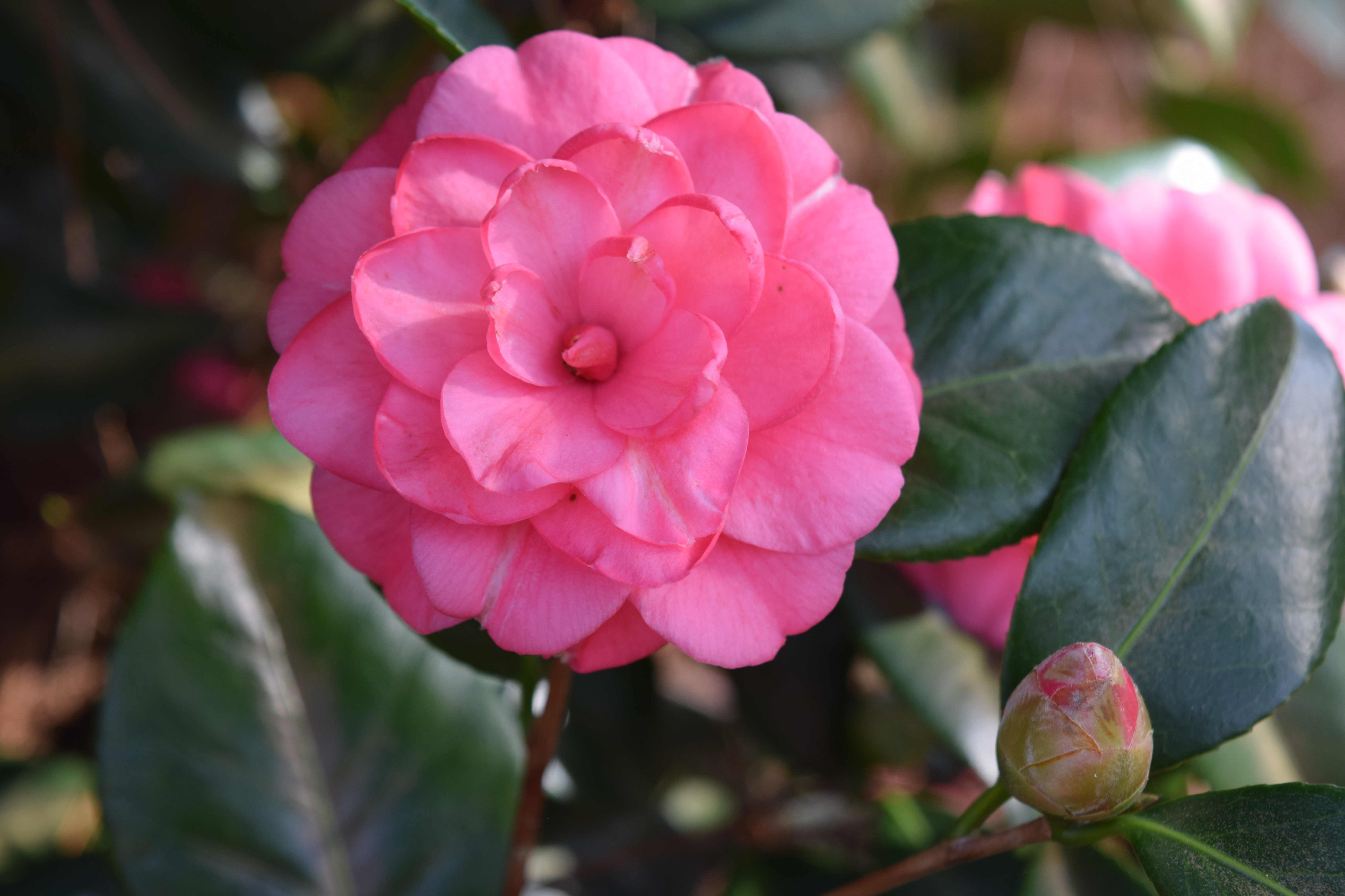 Camellia show, sale set for Feb. 17-18 