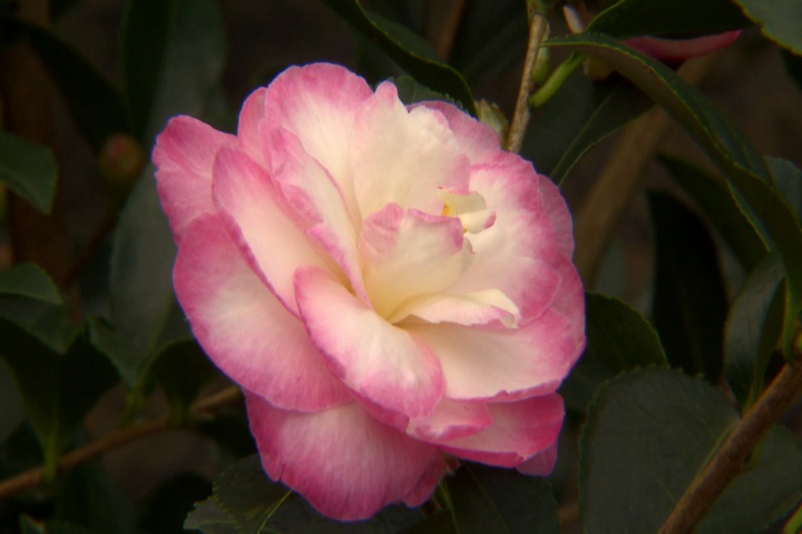 Super Plant Leslie Ann camellia shows off in the fall