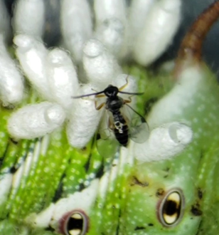 Manduca sexta, Tobacco Hornworm or Carolina Sphinx Moth (Lepidoptera: Sphingidae)