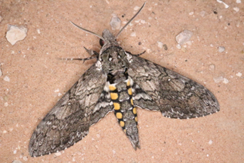 Close up of an adult of Manduca sexta.
