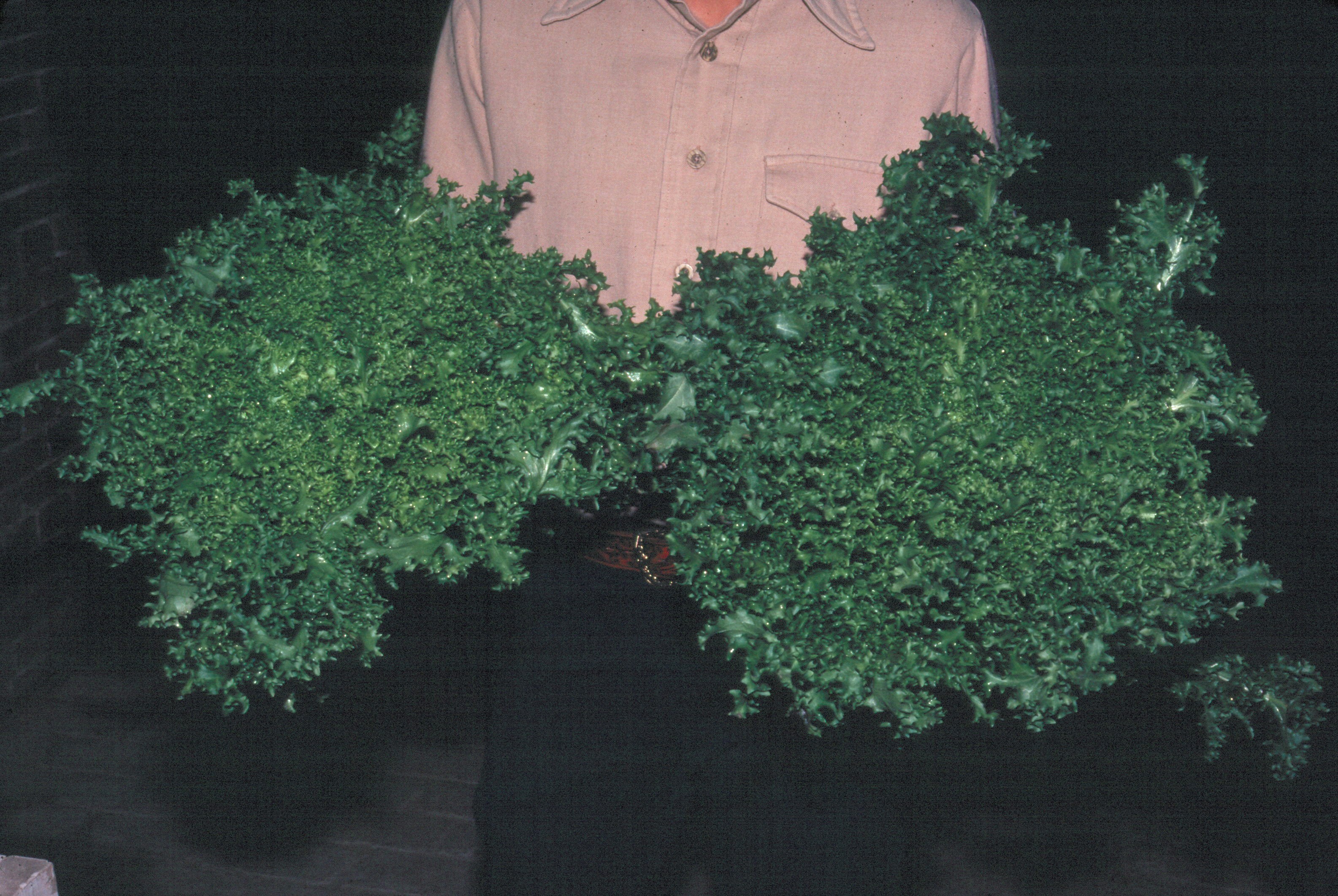 Picture of endive plants.