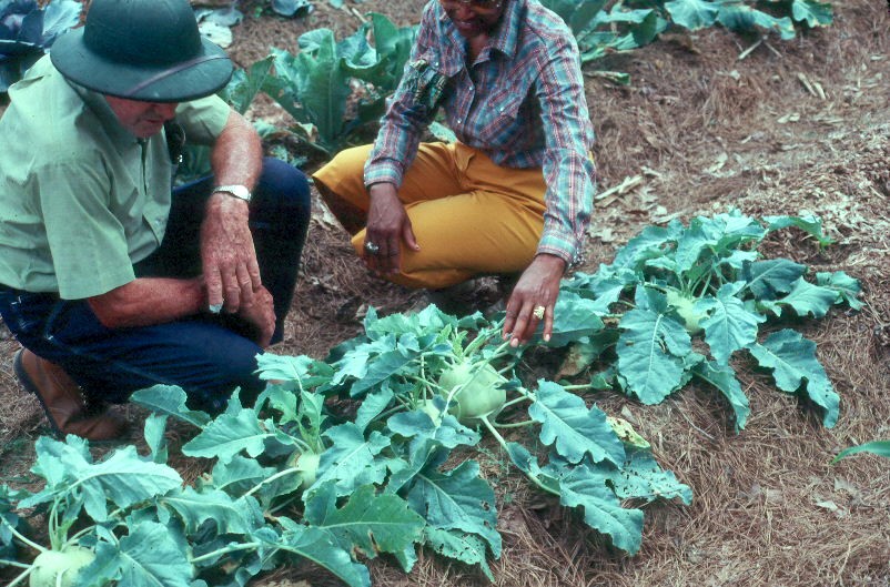 Fall Vegetable Garden in Louisiana