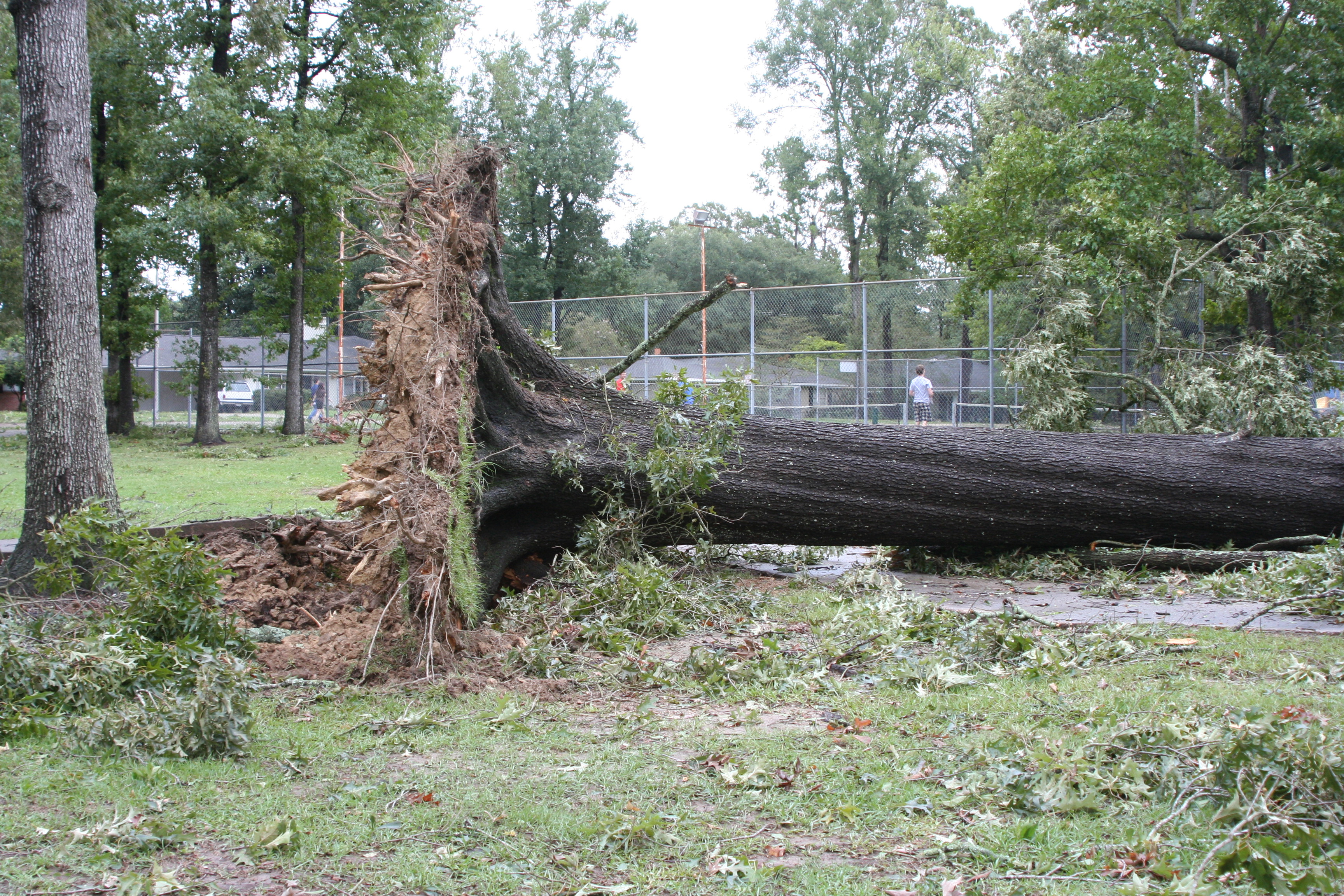 Figure 3. Southern red oaks do not shed their leaves early in high winds. One result is that their c