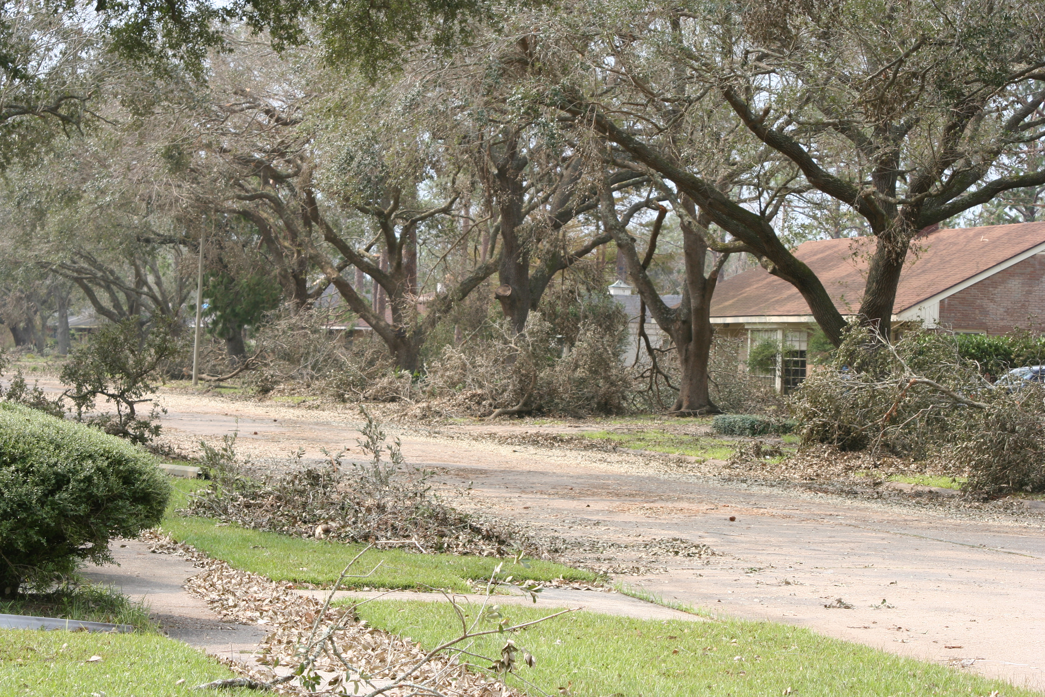 Figure 2. Live oak is one of the most wind-resistant species we have in the Southeastern United Stat