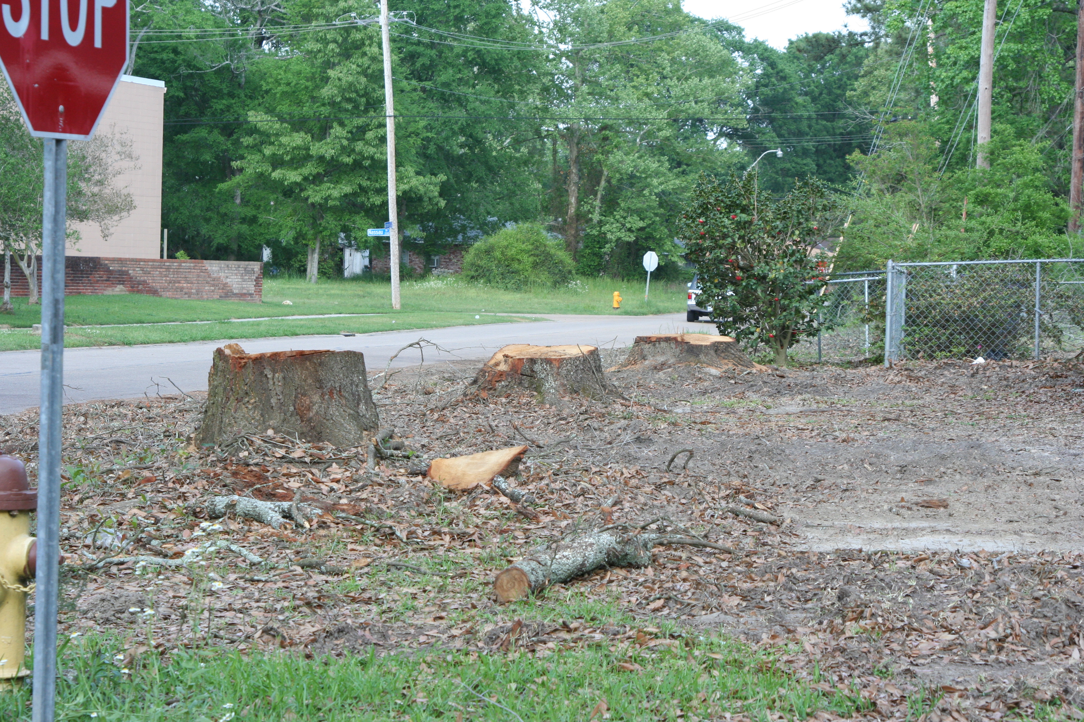 Make Wise Tree Removal Decisions before a Hurricane