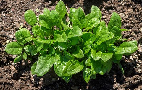 Controlling Fire Ants and Harvesting Spinach