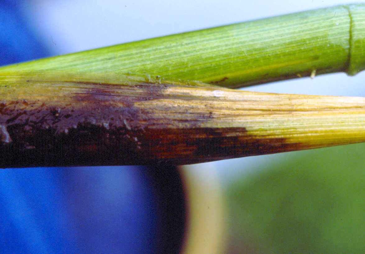 Sheath Rot Symptoms 2