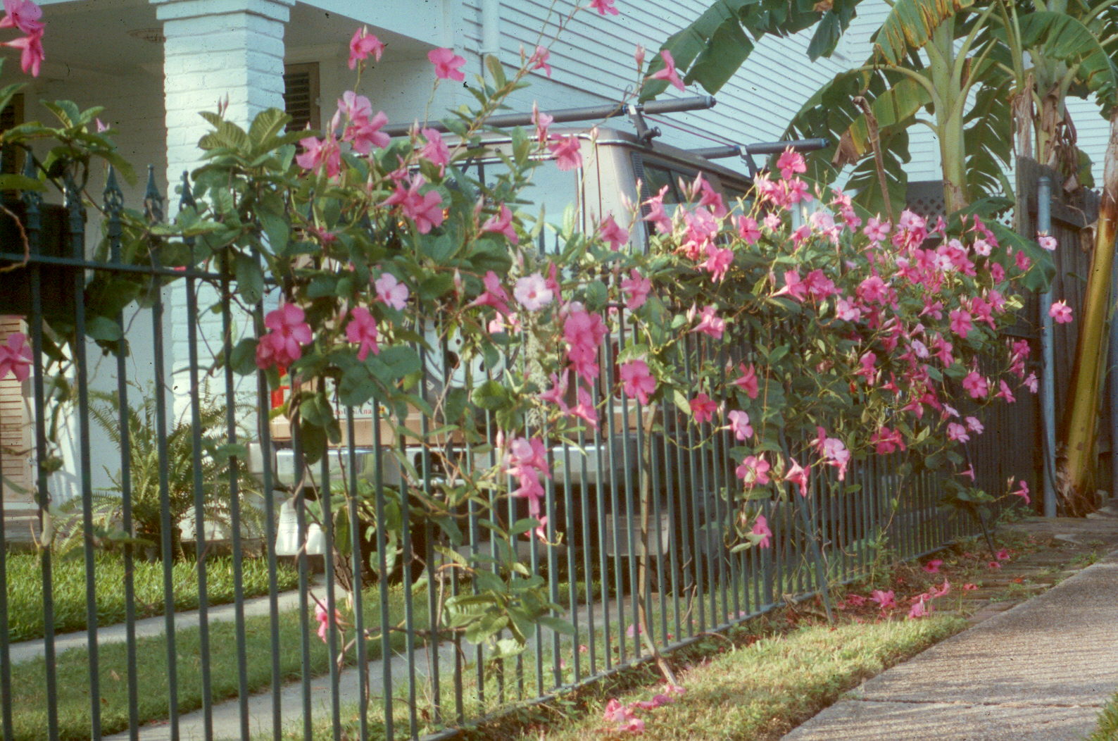 Train vines to improve appearance