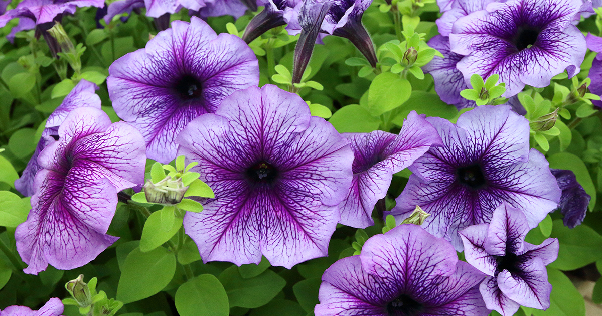 Cool Season Flowers