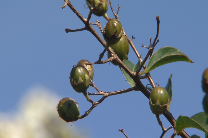 Crape myrtle seed pods