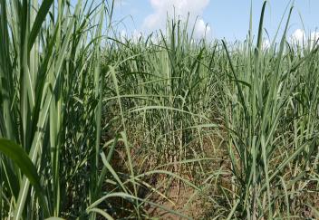 Crop yields hurt by rainy spring and summer