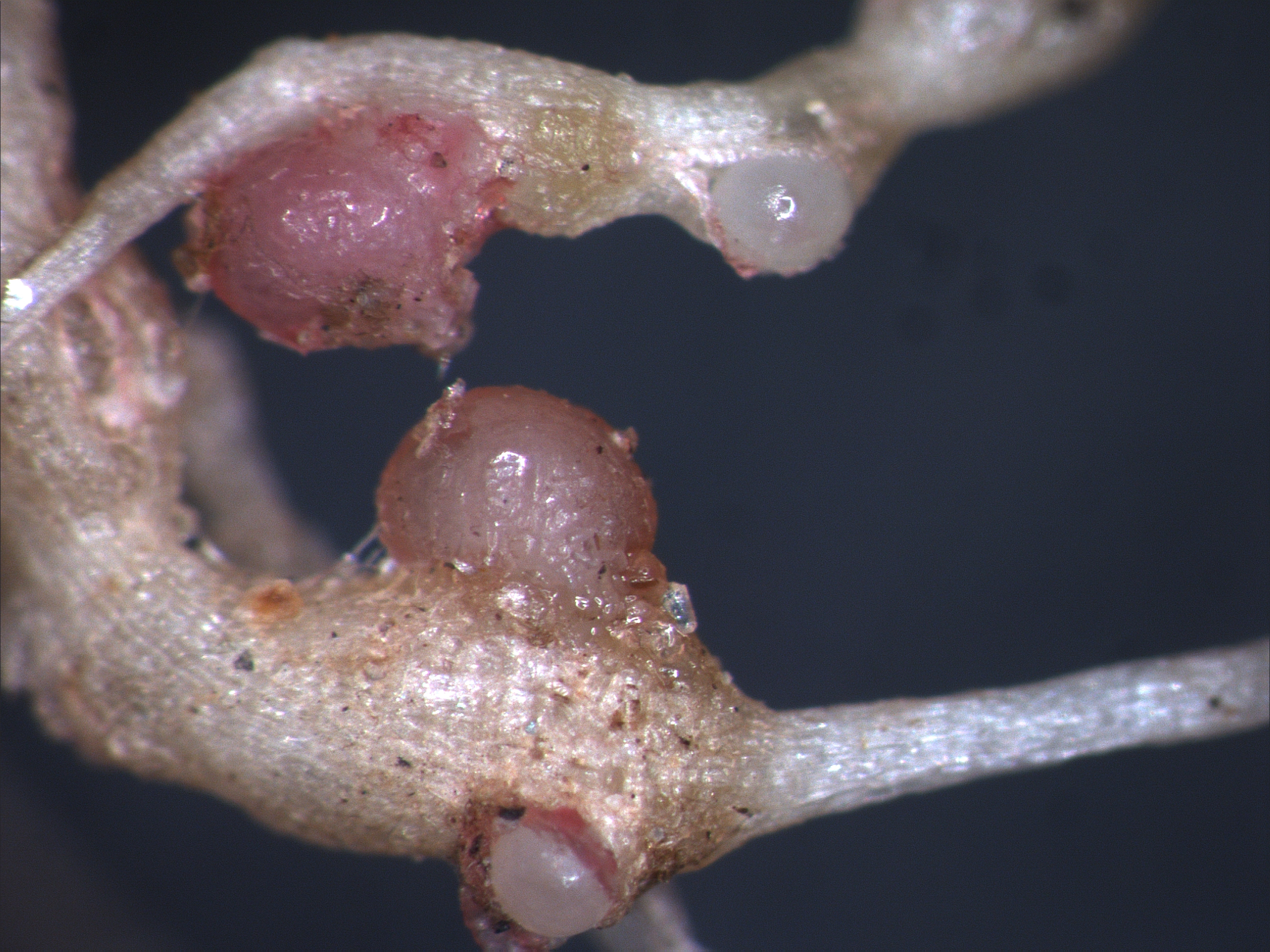 10. Root-knot galls and egg masses on corn 