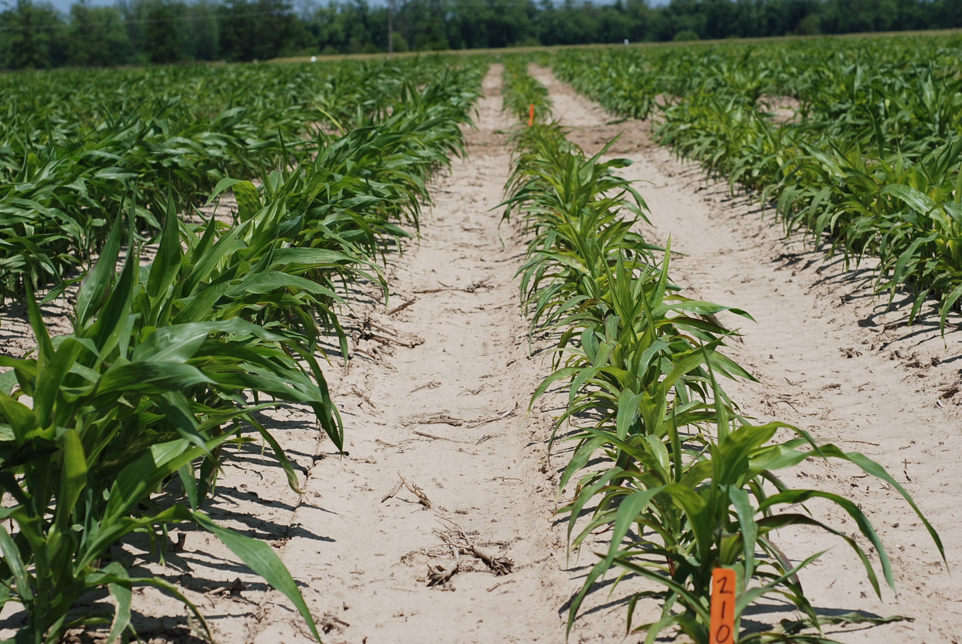 11. Root-knot stunted corn (right row) vs. corn treated with nematicide (left)