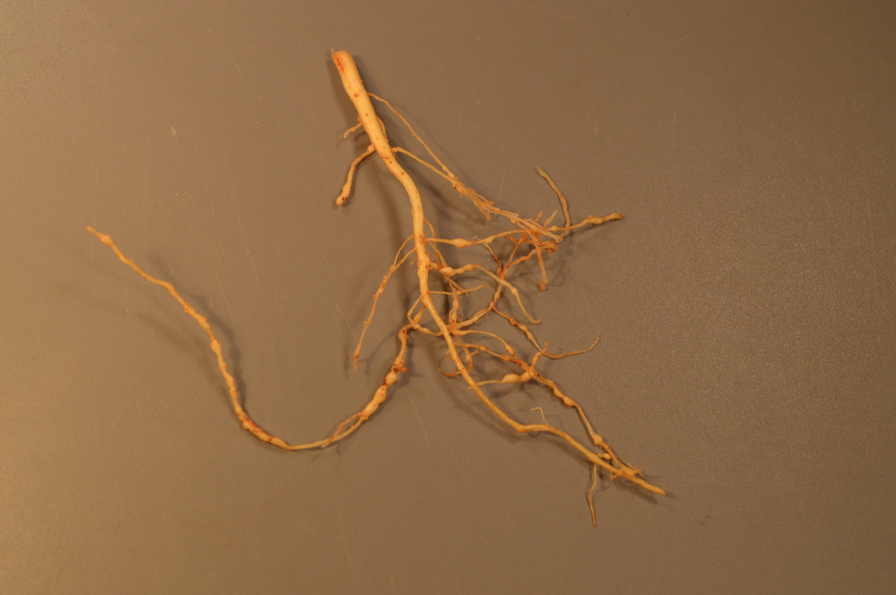 Root-knot galling on young cotton