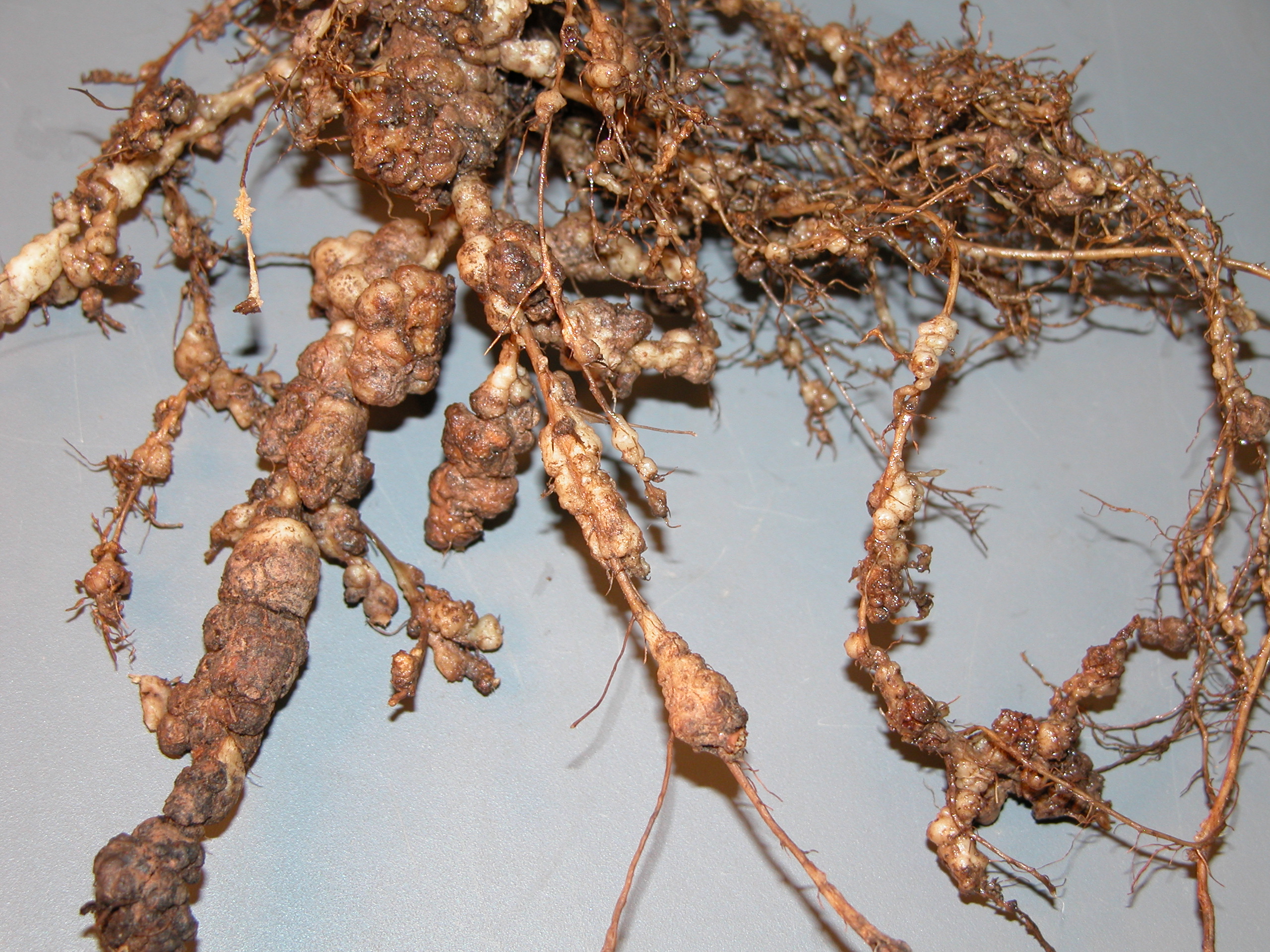 16. Root-knot galls on soybean (severe damage)
