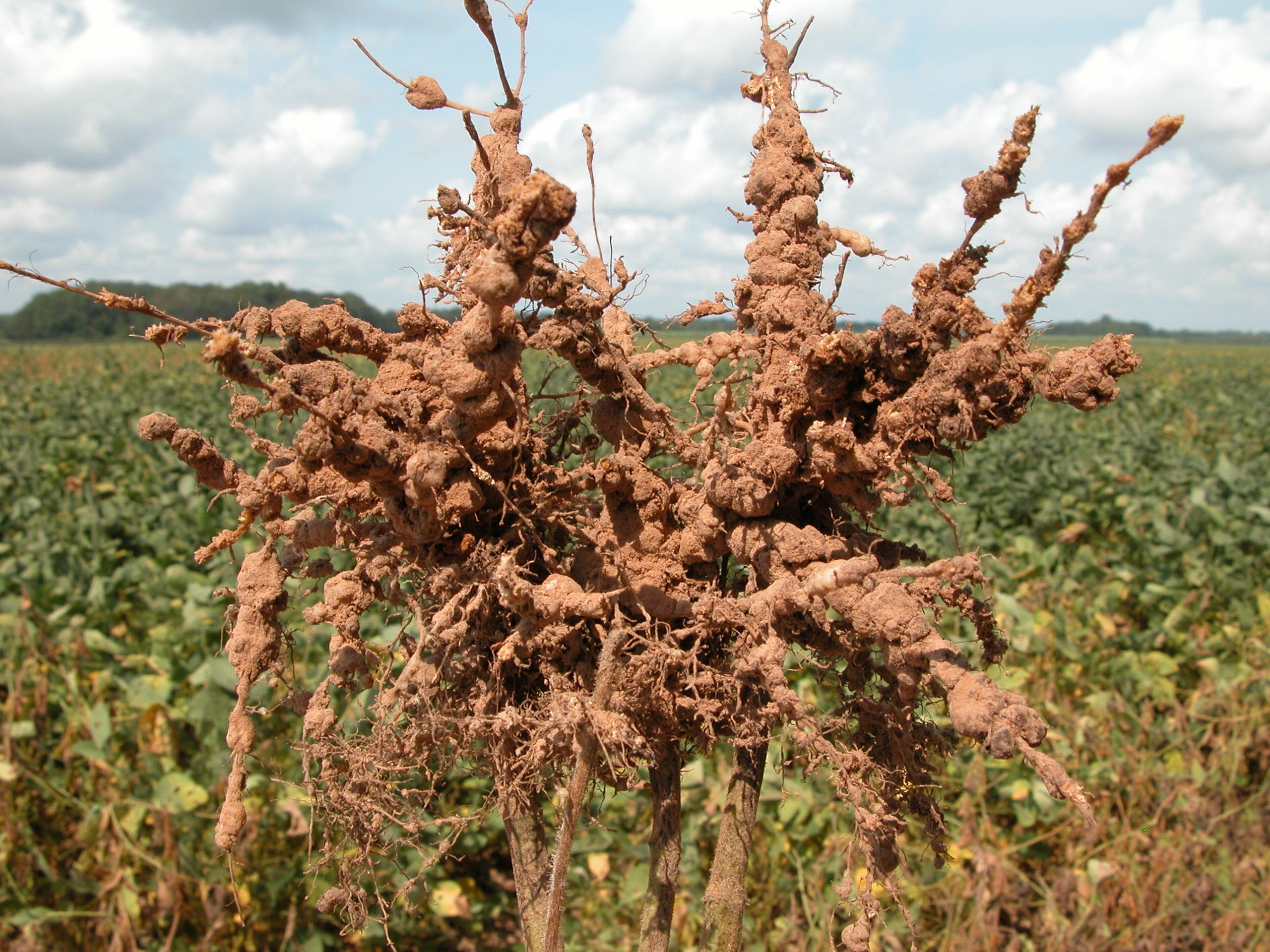 17. Severe root-knot galling on late season soybean plants