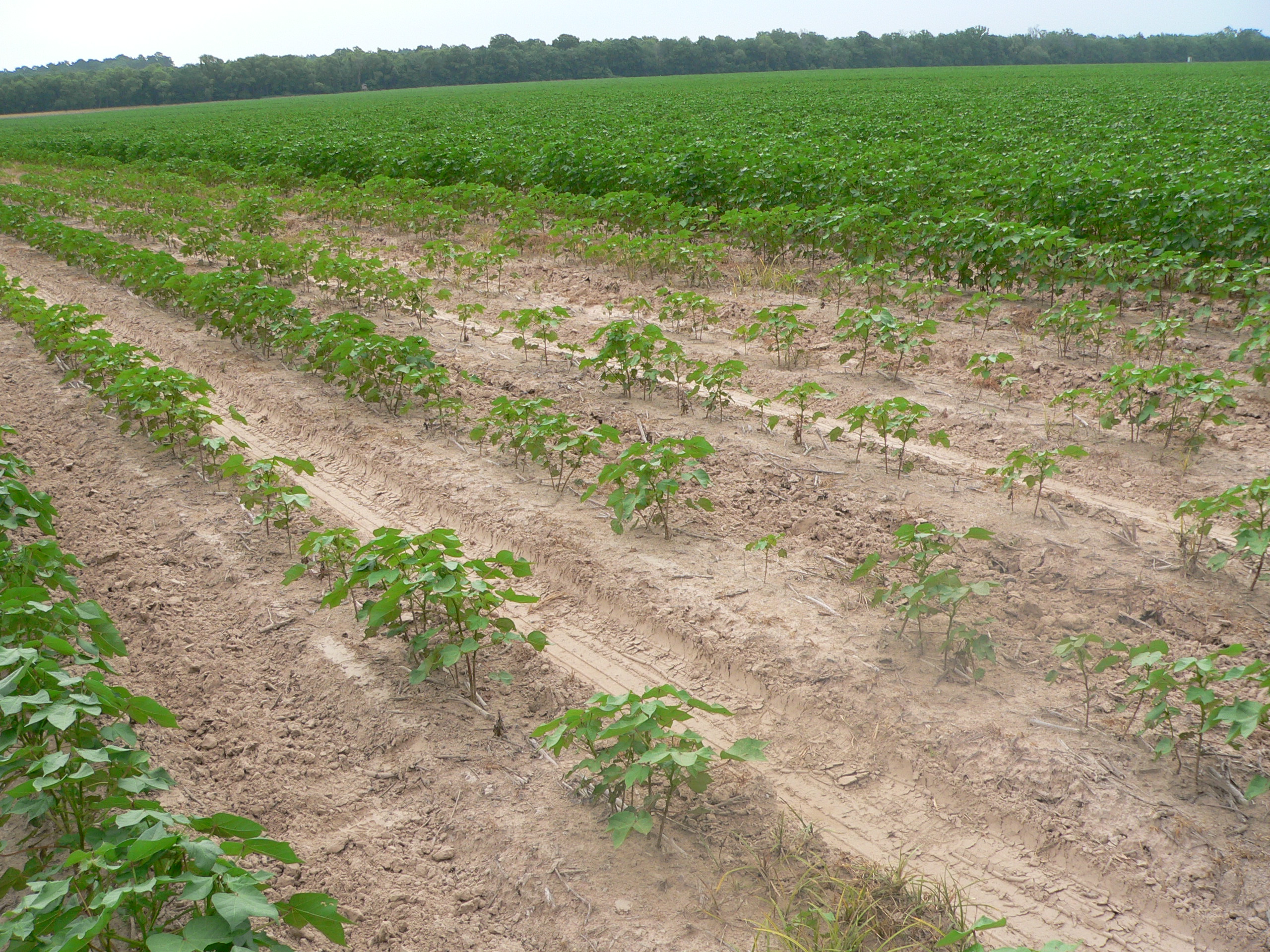 Reniform nematode stunting on cotton