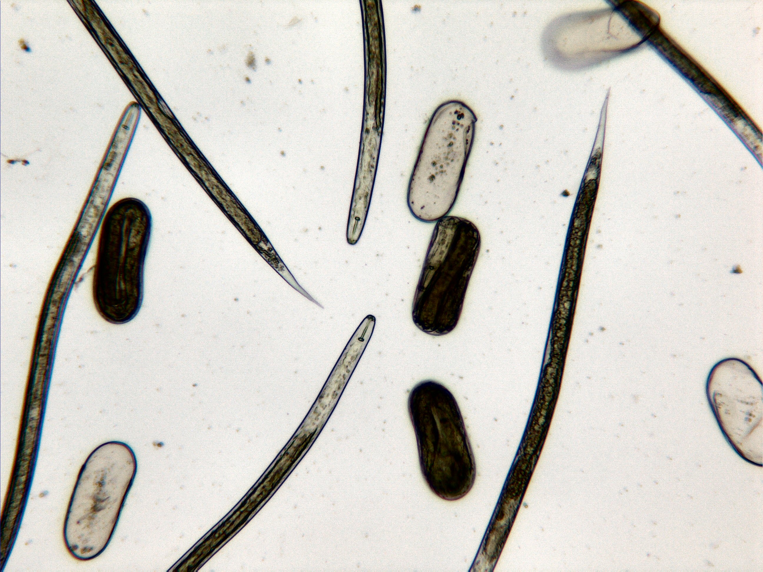 Soybean Cyst nematode – eggs and juveniles 