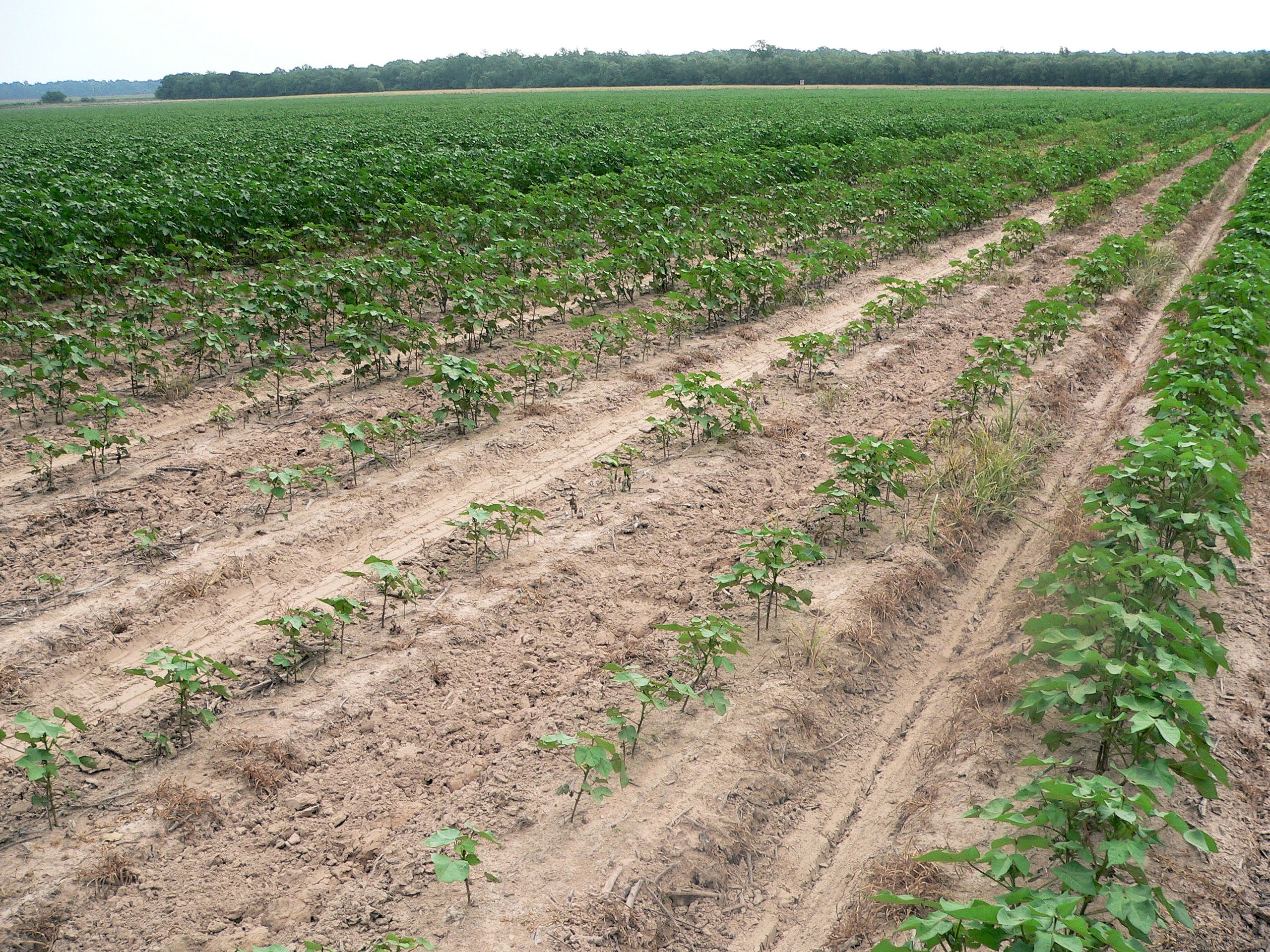 Cotton stunted by root-knot nematode