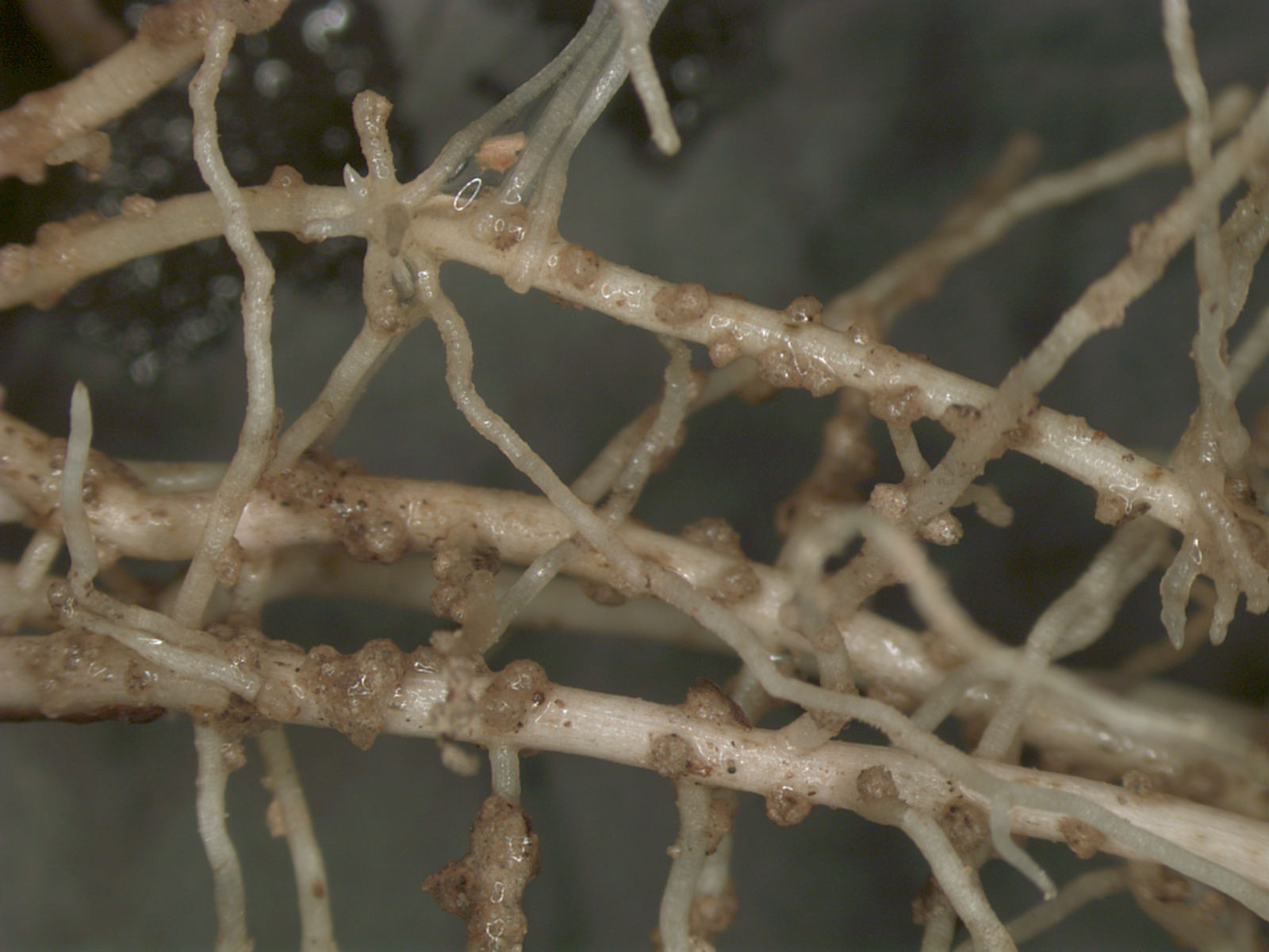 Nematode Damage Gallery