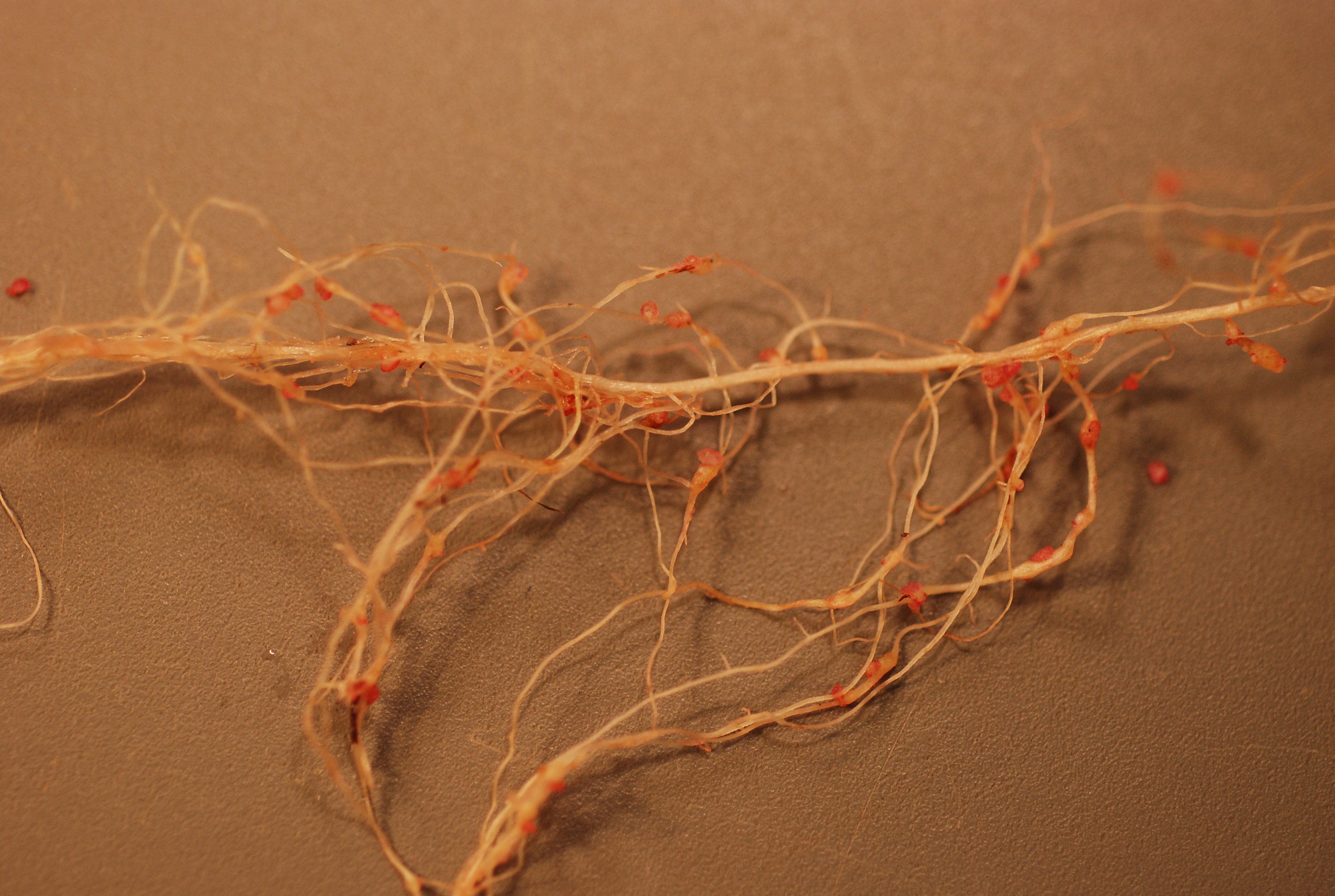 Root-knot galling on 6 week old corn