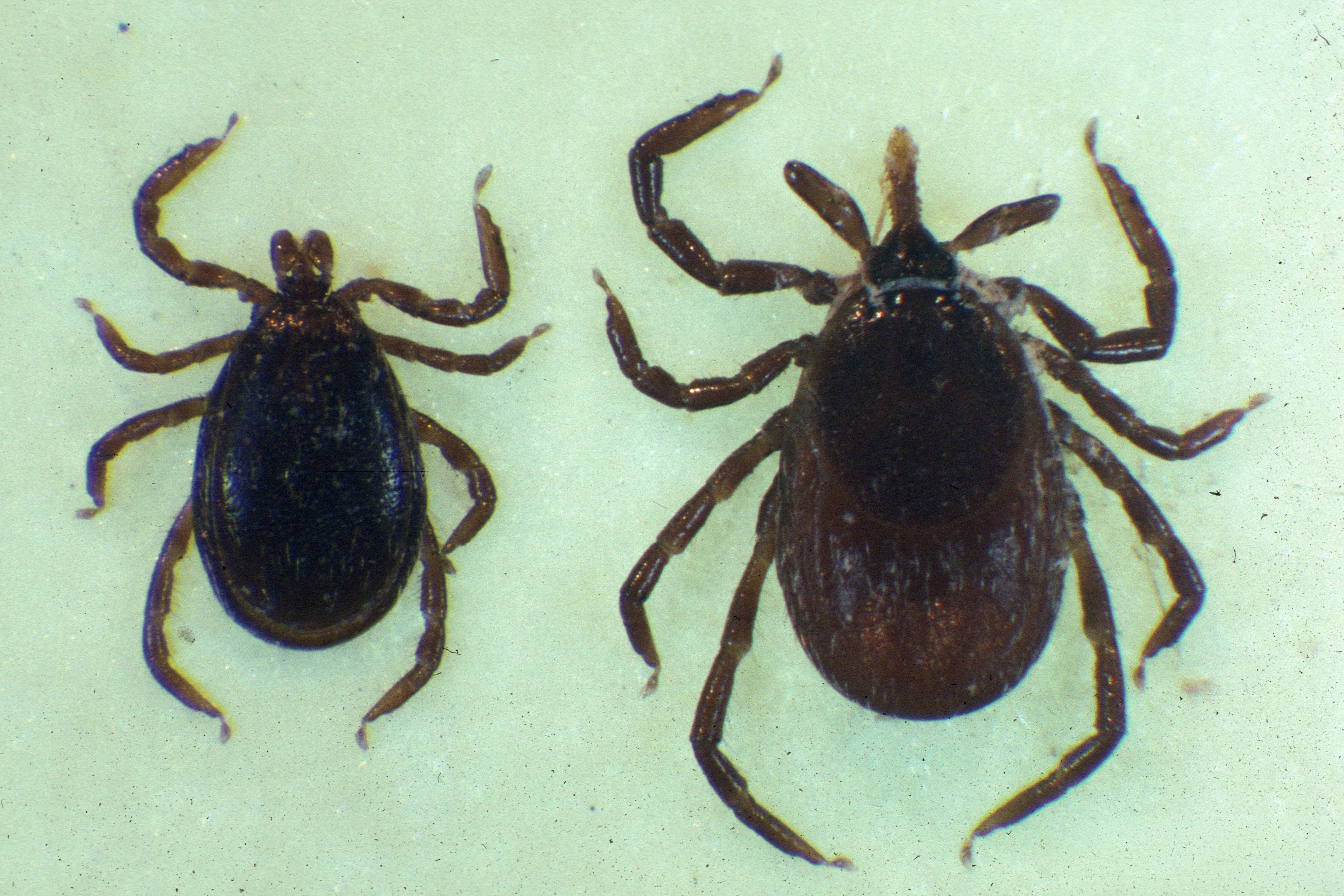 blacklegged.jpg thumbnail