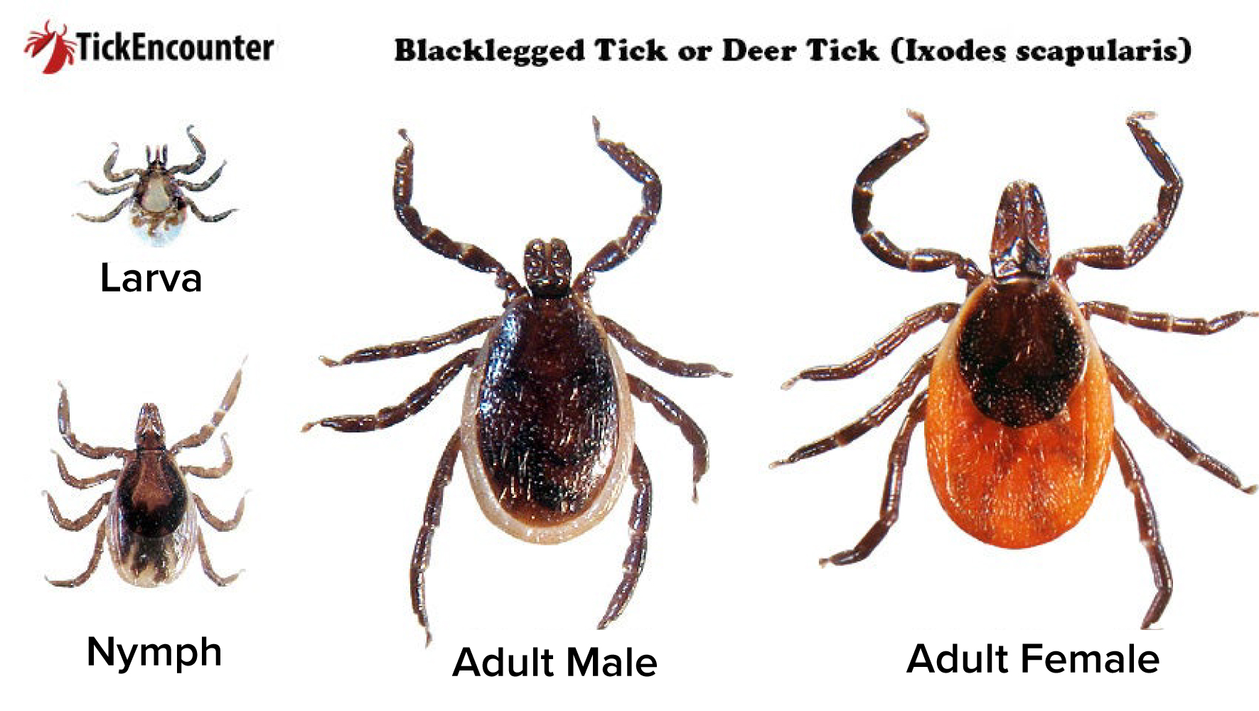 fig1.jpg thumbnail