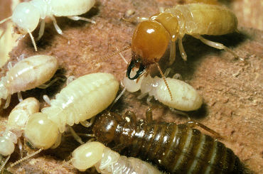 termite