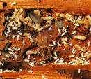 Planting Tips on Avoiding Termites