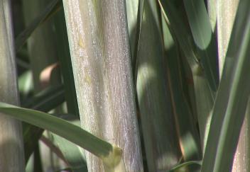 New variety featured at sugarcane field day