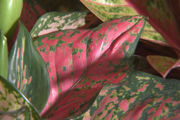 Chinese evergreens offer colorful variations
