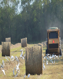 baling-hay-in-fieldjpg