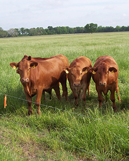 three-beef-cattle-in-fieldjpg