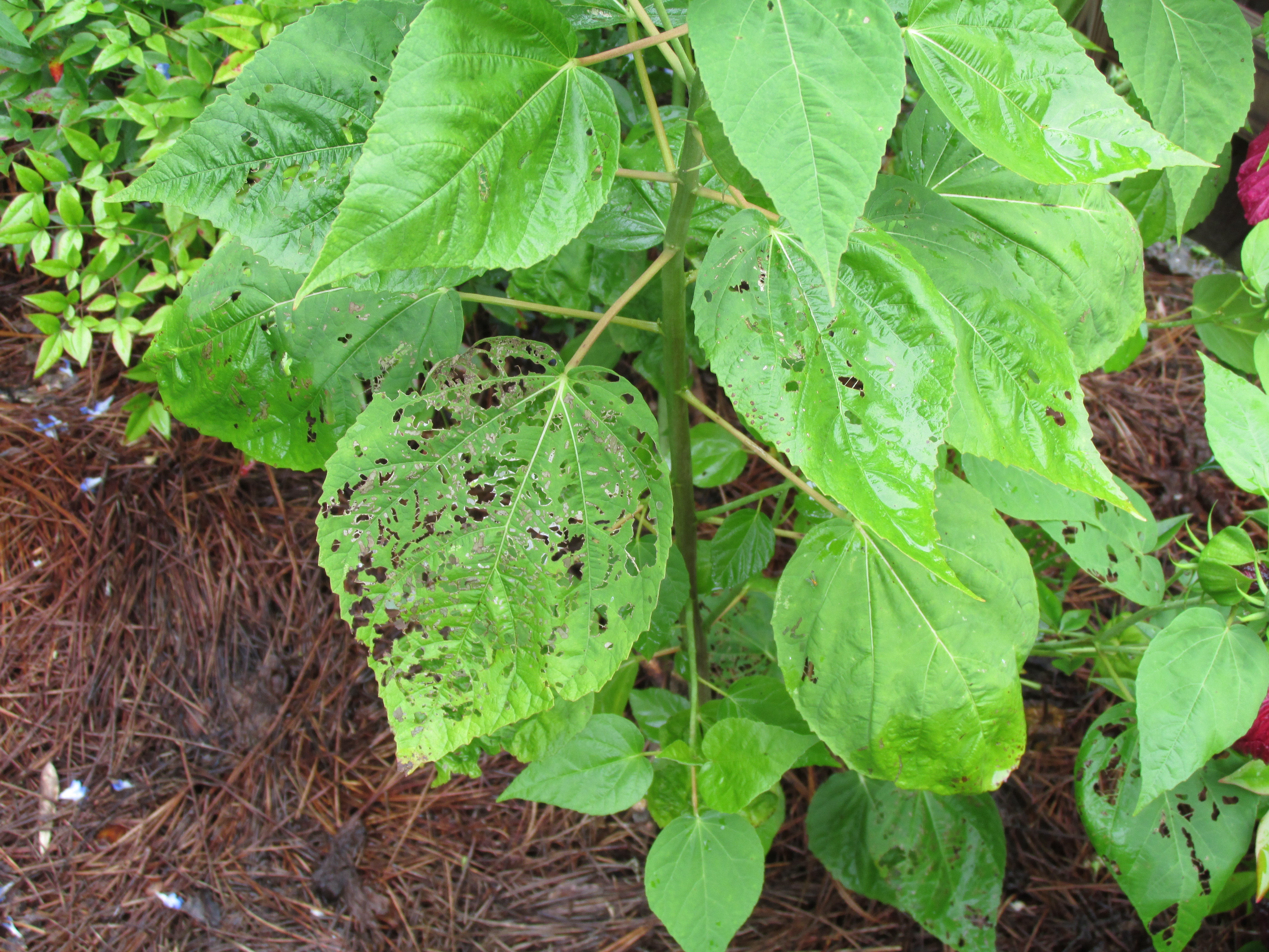 Holes in Lunar Hibiscus Leaves