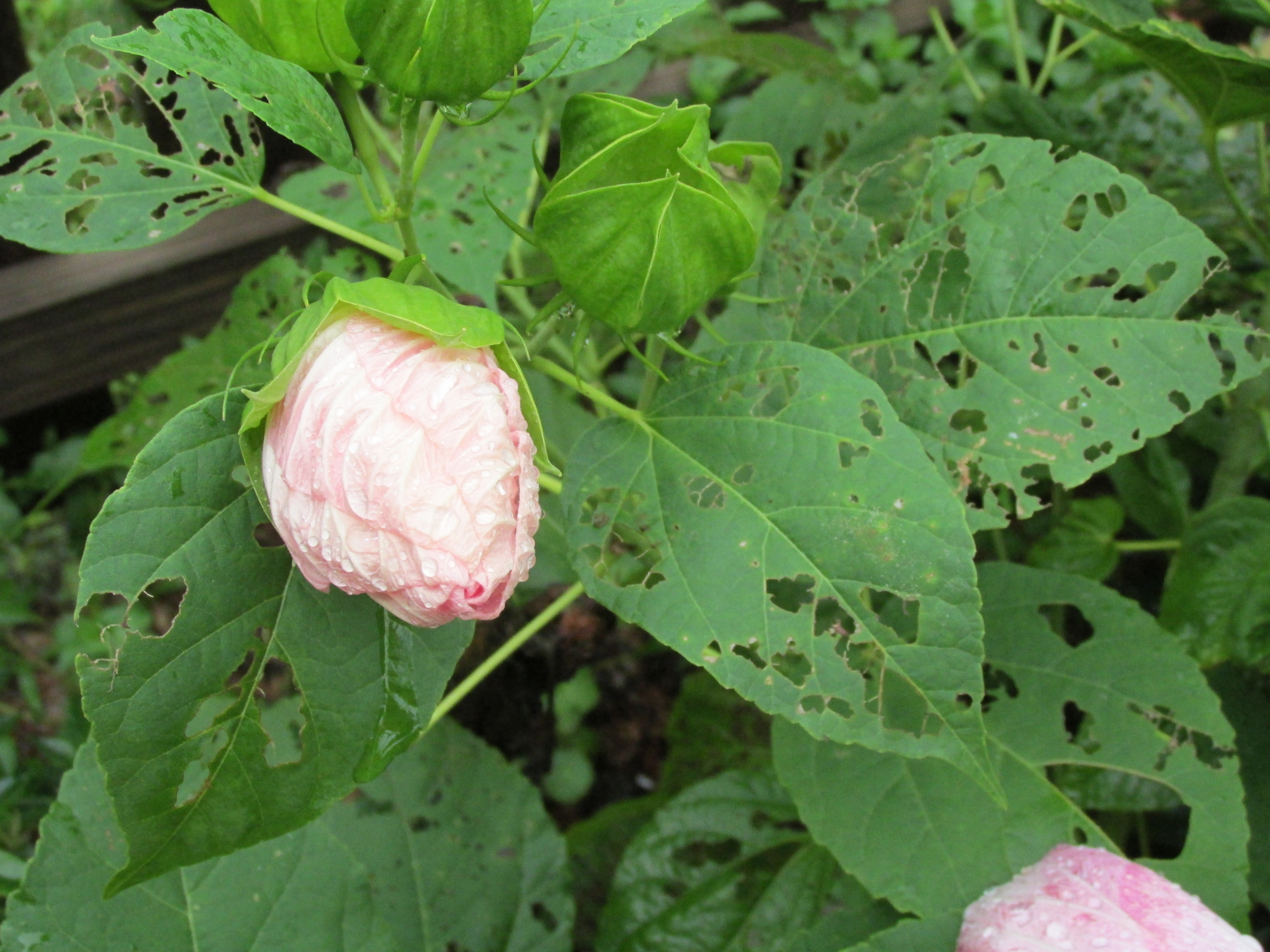Picture of holes in lunar hibiscus leaves