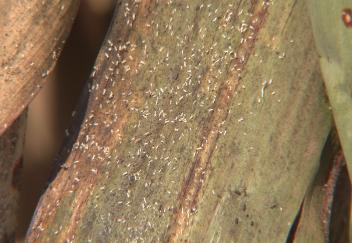 Farmers in Macon Ridge area learn solutions to pest crop management issues