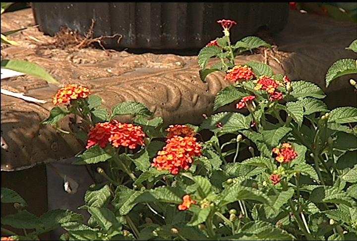 Perennials bring great color to landscapes