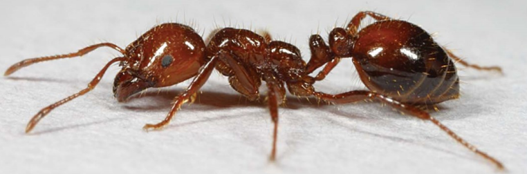 Red Imported Fire Ants - GNO Gardening June Newsletter