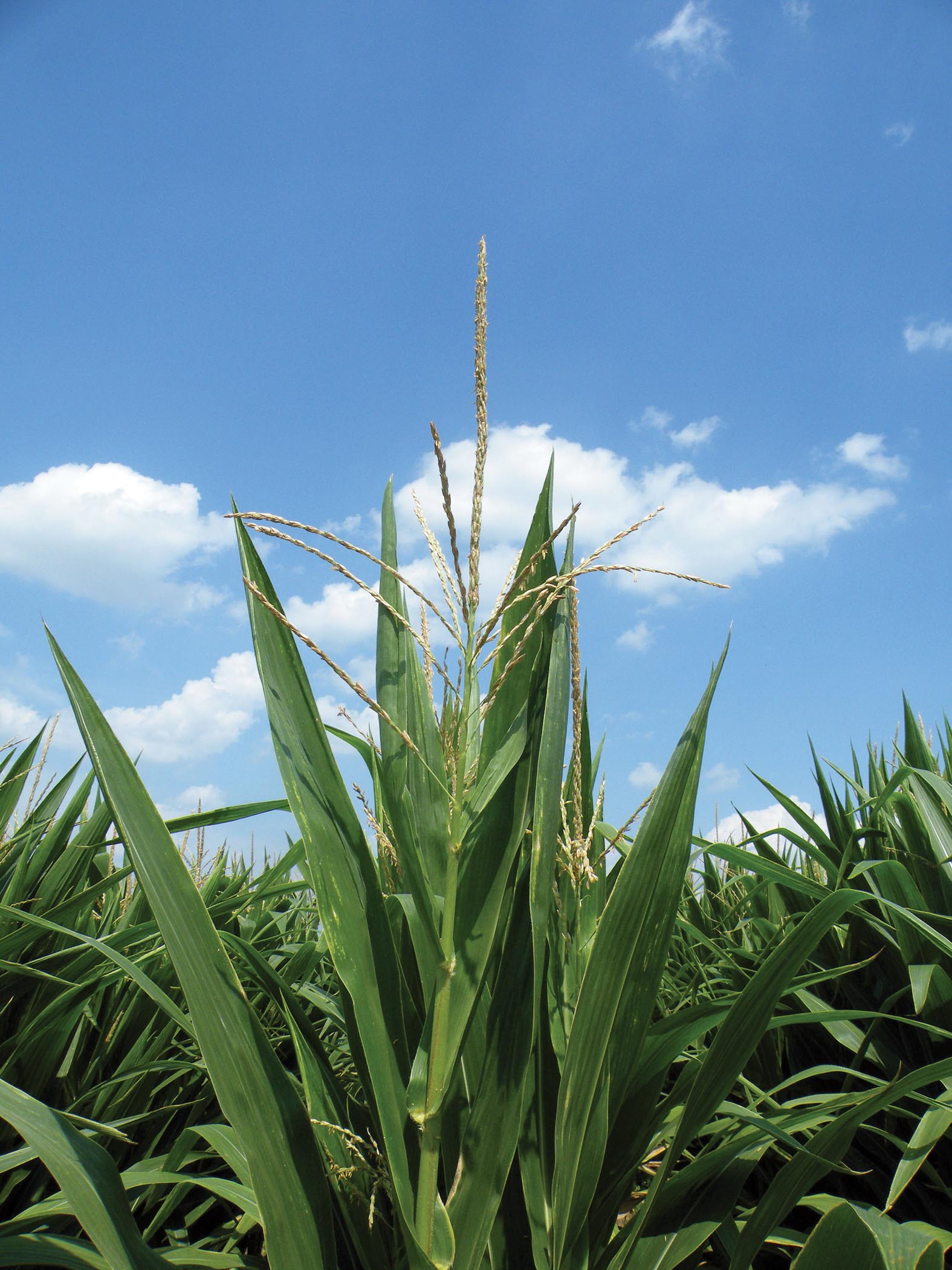 Foliar-applied Fungicides in Corn: Does It Pay?