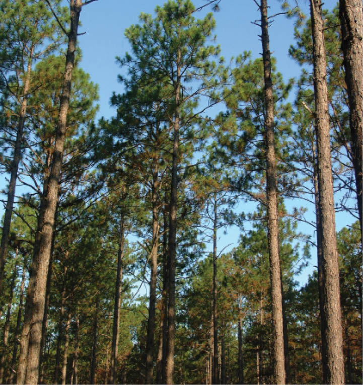 Forestry Biggest Share of the Agricultural Economy