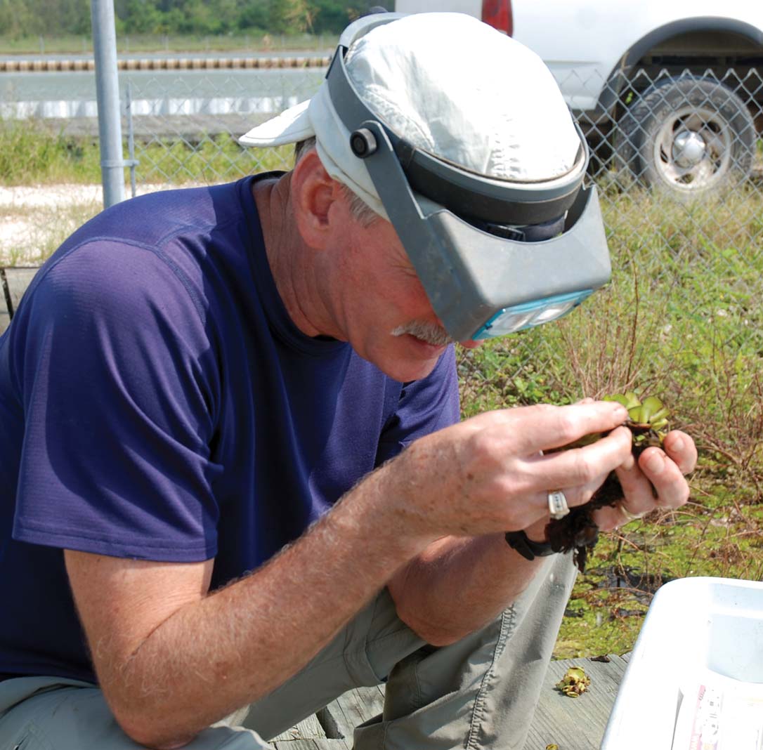 Seth Johnson determing the sex of a weevil