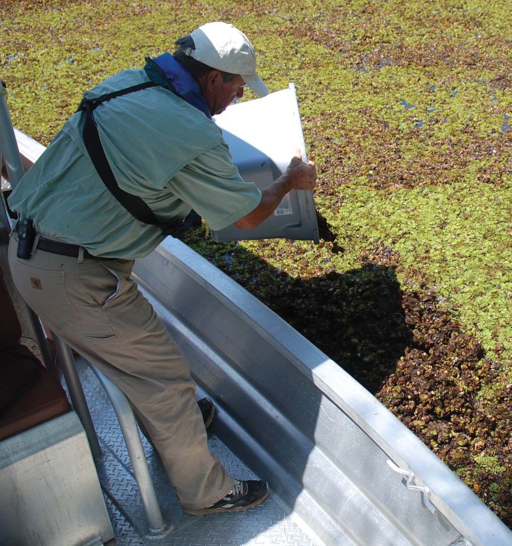 Photo of Dearl Sanders pouring salvinia into Lake Bistineau